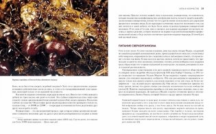 Приключения среди муравьев. Путешествие по земному шару с триллионами суперорганизмов фото книги 7