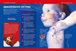 Анатомия человека для детей. Иллюстрированная энциклопедия фото книги 4