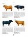 Мясо. Полное иллюстрированное руководство фото книги маленькое 7