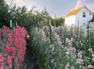 Sweet Pea School: Growing & Arranging the Garden’s Most Romantic Blooms фото книги 3