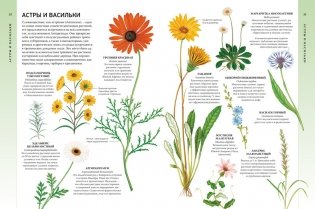 Всё о цветущих растениях, прекрасных и загадочных фото книги 3