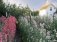 Sweet Pea School: Growing & Arranging the Garden’s Most Romantic Blooms фото книги маленькое 4