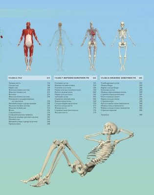 Иллюстрированный атлас. Анатомия человека фото книги 3