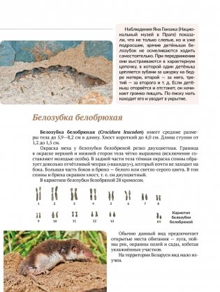 Животные леса. Насекомоядные Беларуси фото книги 6