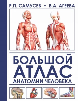 Большой атлас анатомии человека фото книги