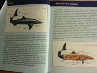 Акулы. Энциклопедия фото книги 3