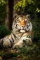 Холст с красками "Тигр в вечернем лесу" (20 цветов), 40х50 см фото книги маленькое 2