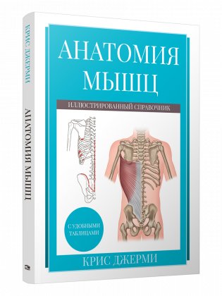 Анатомия мышц. Иллюстрированный справочник фото книги