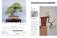 Bonsai master class фото книги маленькое 11