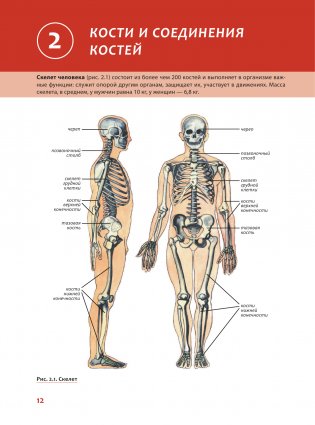 Наглядная анатомия человека. Подробный атлас с иллюстрациями фото книги 12