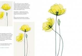 Прозрачные цветы акварелью. Рисуем в технике «рентген» фото книги 4