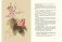 Горшок белых хризантем. Японские сказки фото книги маленькое 8