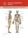 Наглядная анатомия человека. Подробный атлас с иллюстрациями фото книги маленькое 13