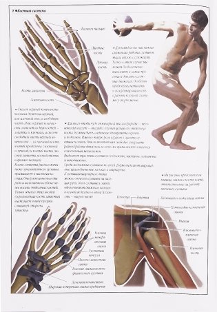 Атлас анатомии человека фото книги 7