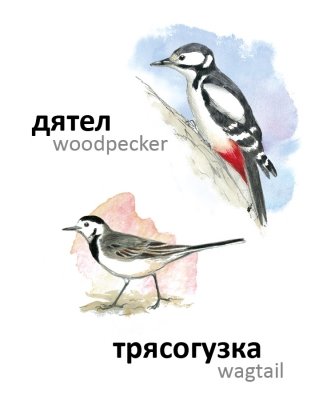 Птицы фото книги 6