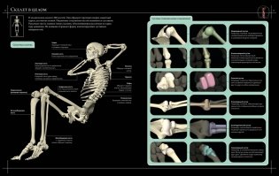 Иллюстрированный атлас. Анатомия человека фото книги 5