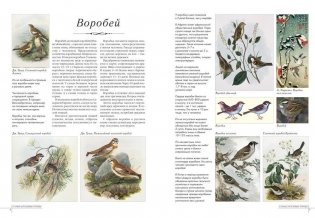 Самые красивые птицы фото книги 3