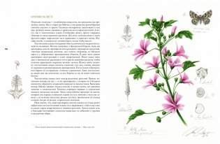 Бабочки. Основы систематики, среда обитания, жизненный цикл и магия совершенства фото книги 10
