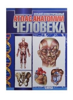 Большой иллюстрированный атлас анатомии человека фото книги