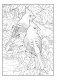 Creative Haven Glorious Songbirds Coloring Book фото книги маленькое 13