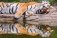 Холст с красками "Рисование по номерам. Тигр у воды", 40х50 см фото книги маленькое 2