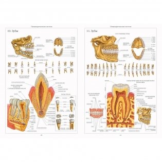 Атлас анатомии человека фото книги 4