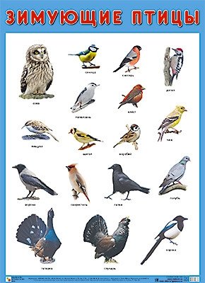 Плакат «Зимующие птицы» фото книги