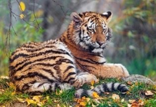 Холст с красками "Рисование по номерам. Тигр в осеннем лесу", 22х30 см фото книги