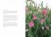 Sweet Pea School: Growing & Arranging the Garden’s Most Romantic Blooms фото книги маленькое 10