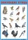 Плакат «Зимующие птицы» фото книги маленькое 2