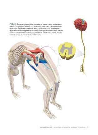 Анатомия прогибаний и скручиваний фото книги 9