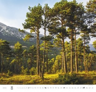Forest (Лес). Календарь настенный на 2022 год фото книги 8