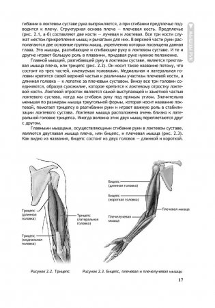 Анатомия плавания. Иллюстрированное руководство по развитию силы, скорости и выносливости фото книги 7