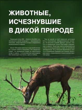 Красная книга. Животные мира фото книги 9