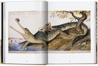 Walton Ford. 40th Ed. фото книги 4