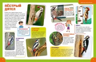 Лесные животные. Энциклопедия для детей фото книги 2
