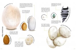 Самые удивительные животные в натуральную величину фото книги 5