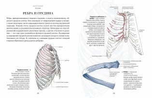 Анатомия. С иллюстрациями из классической «Анатомии Грея» фото книги 8
