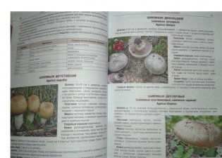 Грибы. Полная иллюстрированная энциклопедия. Более 400 видов грибов фото книги 2