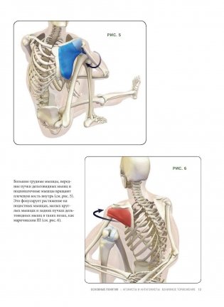 Анатомия прогибаний и скручиваний фото книги 11
