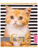 Тетрадь "Кошачье удивление", А5, 48 листов, клетка фото книги 6