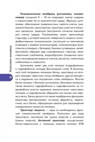 Анатомия человека. Русско-латинско-английский атлас фото книги 11