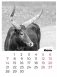 Календарь "Год быка" на 2021 год фото книги маленькое 5