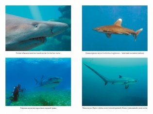 Императоры глубин. Акулы. Самые загадочные, недооцененные и незаменимые стражи океана фото книги 6