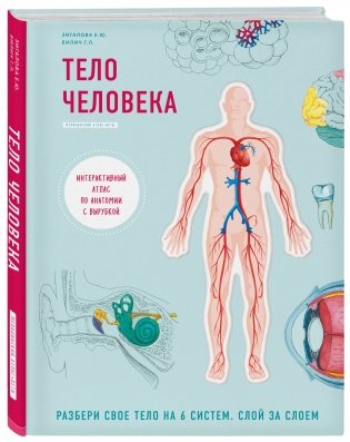 Тело человека. Интерактивный атлас по анатомии с вырубкой фото книги 2