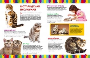 Моя первая книга о кошках и котятах. Детская энциклопедия фото книги 8