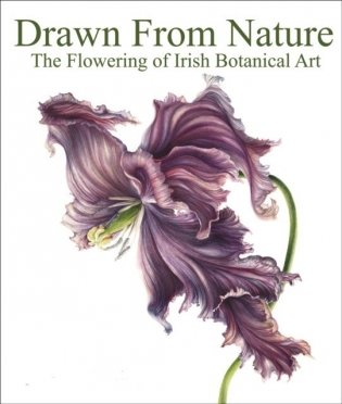 Drawn From Nature : The Flowering of Irish Botanical Art фото книги
