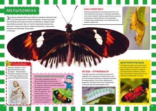 Бабочки. Первая энциклопедия для детей фото книги 4