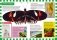 Бабочки. Первая энциклопедия для детей фото книги маленькое 5