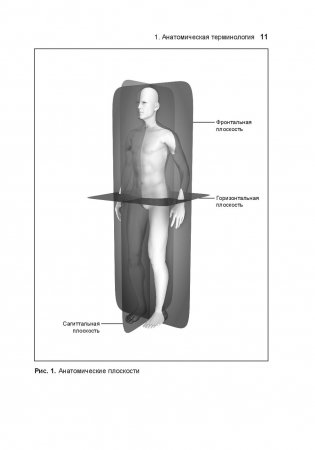 Анатомия тела в движении фото книги 14